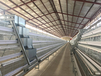 Système d'élevage automatique pour poules pondeuses en batterie, type A, pour la production d'œufs en ferme avicole