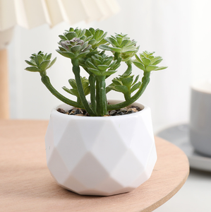 Décoration de <span class=keywords><strong>plantes</strong></span> artificielles en plastique <span class=keywords><strong>mini</strong></span> <span class=keywords><strong>plantes</strong></span> <span class=keywords><strong>succulentes</strong></span> bonsaï <span class=keywords><strong>plantes</strong></span> avec Pots en céramique - Product Image 5