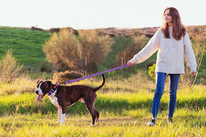 कारखाने थोक समायोज्य कुत्ते कॉलर पट्टा सेट प्रतिबिंबित नायलॉन छोटे मध्यम और बड़े पालतू जानवरों के लिए सुरक्षा लॉक बकल - Product Image 6