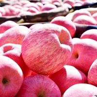 2026 Nieuwe Oogst Verse Rode Fuji Appels Premium Zoet & Knapperig Rode Heerlijke Fruit Bulk Groothandel voor Export & Detailhandel