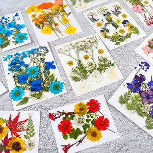 DM493-rellenos natrales de flores secas prensadas, hojas de plantas, espécimen, pegatina de mariposa, arte de resina artesanal para Decoración - Product Image 4