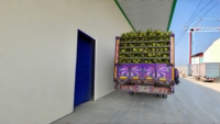 Automatische kokosmelk- en kokosnootsaplijn, verse kokosverwerkingsmachines, turnkey plant, 220V/110V/440V/380V, capaciteit 200 liter