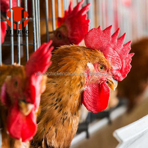 Lồng gà thương mại YIFENG mới để nuôi gà đẻ trứng, loại lồng tầng tự động cho trang trại gà mái đẻ - Product Image 5