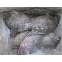 Poisson Tilapia Entier Congelé 100-800g Exportation vers l'Afrique, le Moyen-Orient et l'Asie du Sud-Est Fruits de Mer Congelés en Gros