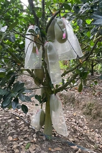 Tái sử dụng HDPE bảo vệ trái cây lưới túi-bird/côn trùng rào cản <span class=keywords><strong>Net</strong></span> cho trái cây Orchard - Product Image 2