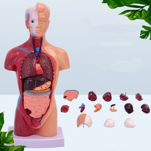 Modelo Anatómico Humano de Alta Gama de 26 CM, Desmontable, 15 Modelos Anatómicos Humanos - Product Image 3