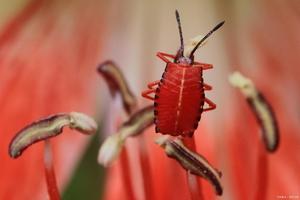 Entrepôt USA / EU Pigment naturel cosmétique naturel de qualité <span class=keywords><strong>alimentaire</strong></span> additif <span class=keywords><strong>alimentaire</strong></span> en gros carmin cochenille rouge couleur poudre - Product Image 3