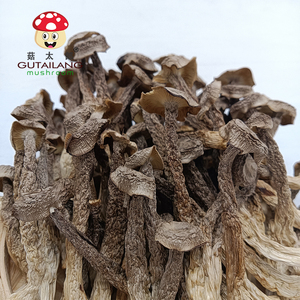 فطر المخمل المجفف عالي الجودة بالجملة، فطر قرون النمل المجفف، فطر قرون النمل الطبيعي المجفف للأكل - Product Image 6