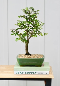 Venta al por mayor Bonsai Tree Growing Kit Jade <span class=keywords><strong>Crassula</strong></span> Tilly 20cm para jardín - Product Image 6