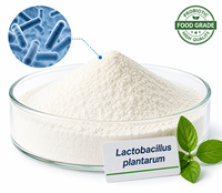 Poudre de Lactobacillus Plantarum Lyophilisée pour Capsules, Comprimés et Sachets