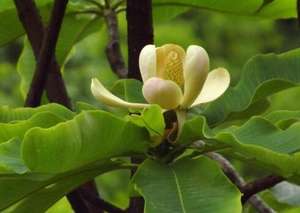 Экстракт коры магнолии магнолол + хонокиол магнолол хонокиол - Product Image 6