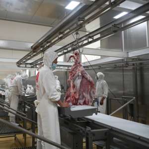 โซลูชันโรงฆ่าสัตว์แบบครบวงจรสำหรับแกะ พร้อมวิศวกรรมโยธา ห้องเย็น และสายการผลิตครบวงจร - Product Image 5