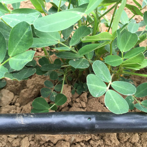 <span class=keywords><strong>Tubo</strong></span> <span class=keywords><strong>Gocciolante</strong></span> con Gocciolatore Cilindrico Interno per <span class=keywords><strong>Irrigazione</strong></span> Giardino - Product Image 3