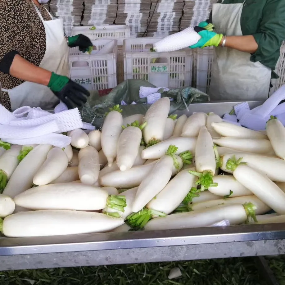 2023 новый сезон китайских свежих овощей свежий зеленый и белый редис на экспорт длинный дайкон редис белые семена цена Китай