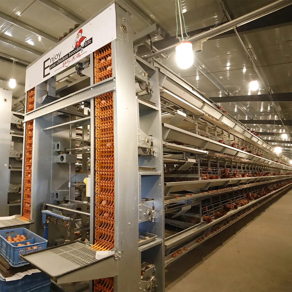Automatisches Geflügelfuttermittel Gerät Geflügel-Lagerung Hühnerfarm Eierschicht Hühner-Batterie Käfig-System Maschine für 50000 Vögel