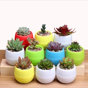 Mini vasi di plastica colorati per <span class=keywords><strong>la</strong></span> casa per <span class=keywords><strong>la</strong></span> decorazione succulenta per <span class=keywords><strong>la</strong></span> scuola materna e il giardino - Product Image 4