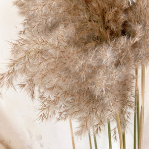 Decoración de festival de boda de bosque nórdico, flores esponjosas secas de <span class=keywords><strong>café</strong></span>, adornos retro, hierba natural grande pampas - Product Image 4