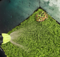 Tapis de terrarium réutilisable en ABS écologique pour reptiles, substrat de lit pour tortues, tapis pour cages d'animaux - Lézards barbus