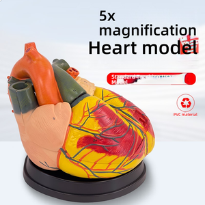 5X ingrandito PVC anatomico cuore modello con ventricoli scienza medica formazione e strumento di simulazione - Product Image 4
