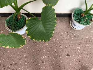สีม่วงธรรมชาติสีแดงแสงสีม่วงหินแกรนิต <span class=keywords><strong>Porphyry</strong></span> Porfido แผ่นหินทัฟแผ่นกระเบื้องเผชิญกับหินปูขั้นตอนขนาดที่กําหนดเอง