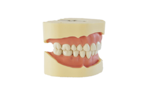 Modèle de dent Standard d'usine avec 28 dents modèle de fausses dents pratiques pour la démonstration d'enseignement - Product Image 3