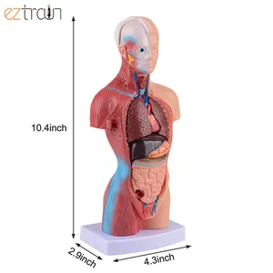 교육 시연을위한 27cm 인체 해부학 모델 몸통 모델