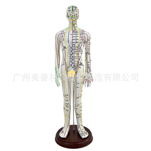 Modelo de figura humana de 52 cm con diagrama de puntos de acupuntura, versión transfronteriza, código en inglés, para práctica de acupuntura. - Product Image 2