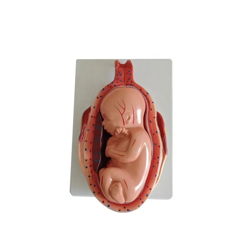 Medische Foetale Ontwikkeling Anatomische Schimmel Embryo Ontwikkelingsmodel Van De Zwangerschap