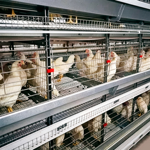 Cage à poulets <span class=keywords><strong>de</strong></span> chair à grande échelle, structure en acier à 3 couches, <span class=keywords><strong>type</strong></span> <span class=keywords><strong>A</strong></span>, pour bâtiment avicole - Product Image 2
