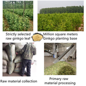 OEM nhãn hiệu riêng tự nhiên hữu cơ Ginkgo Biloba chiết xuất Ginkgo Biloba bột Ginkgo Biloba chiết xuất bột - Product Image 4