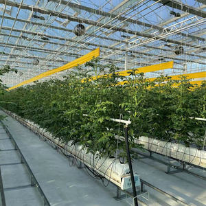 Nouvelle serre en verre de Venlo pour la plantation de fraises bleues et la culture de semences - Product Image 3