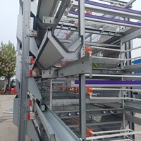 Nouvelle Offre Spéciale : Cage à Poulets Type H en Acier pour Poules Pondeuses avec Système de Collecte Automatique des Œufs et Longue Durée de Vie