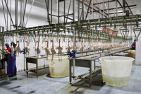 Equipement automatique d'abattoir de volaille halal cônes d'abattage de poulets abattoir volaille à vendre