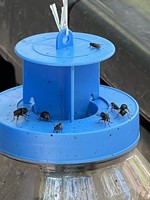 Bouteille de piège à mouches suspendue réutilisable, attrape-insectes d'extérieur écologique et non toxique pour les mouches de guêpes d'abeilles, lutte antiparasitaire de jardin