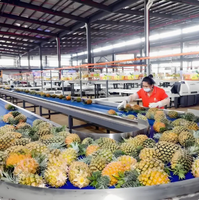 Industriële fruitdrogers, wortelgroenteverwerkingslijn met tandwielpompmotor, 304 roestvrij staal, laag verbruik, hoge efficiëntie