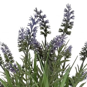 Flores Secas Naturales Decorativas en Oferta, Flores de Lavanda Secas para Decoración de Interiores y Exteriores para Bodas - Product Image 4