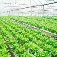 Système de serres hydroponiques Sinok Agriculture pour la culture commerciale de la laitue, des tomates et des légumes à feuilles vertes dans les projets d'agriculture commerciale