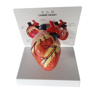 Modelo animal de biología de <span class=keywords><strong>esqueleto</strong></span> <span class=keywords><strong>canino</strong></span> de perro de ciencia médica para enseñanza de Escuela Veterinaria - Product Image 6