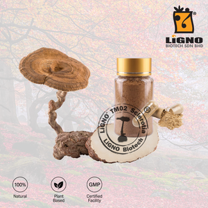 ผงเห็ดนมเสือ LiGNO TM02 วัตถุดิบจากมาเลเซีย ผู้ผลิตที่เชื่อถือได้ เหมาะสำหรับอาหารและเครื่องดื่มเพื่อสุขภาพ - Product Image 1