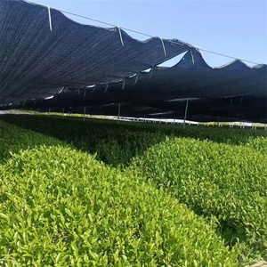 Proveedor al por mayor grado ceremonial Uji Shizuoka Nishio Yame Izumo Matcha OEM - Product Image 2