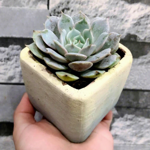 Vente en gros <span class=keywords><strong>de</strong></span> pots carrés en céramique grossière absorbant l'eau, en pierre <span class=keywords><strong>de</strong></span> Maifan, pour la culture <span class=keywords><strong>de</strong></span> plantes succulentes et le rangement - Product Image 2