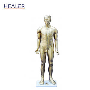 Pointe d'acupuncture naturelle, modèle d'anatomie musculaire, haute qualité - Product Image 6