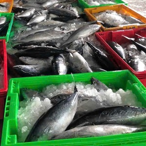 Fragata redonda entera congelada, atún, mariscos de Vietnam, 24 meses de vida útil, Exportación salvaje, IQF a granel - Product Image 6