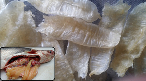 Vessie de poisson Offres Spéciales séchée/Maw de poisson de haute qualité/Ms Holiday - Product Image 4