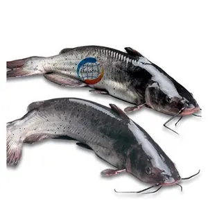 New Arrival Frozen Catfish fishing food Wholesale Price