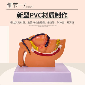 Modèle miniature d'anatomie sagittale pelvienne féminine, système reproducteur et urinaire féminin, modèle pelvien féminin à petite échelle - Product Image 4