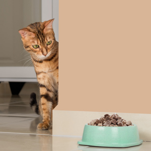 Ranova popolare vendita calda cubetti di manzo liofilizzati e Snack per gatti Snack per cani cibo per animali domestici - Product Image 6