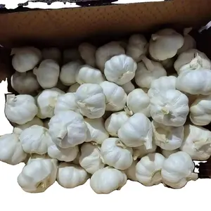 大蒜价格每吨新鲜大蒜批发新鲜雪白大蒜正常白色