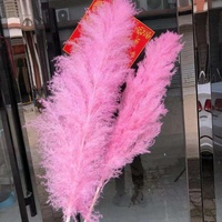 Graines de pampas rose vif, super grandes et longues, à plumes moelleuses, naturelles et séchées, pour mariage, fête des mères, remise de diplôme