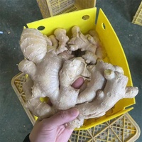 Anqiu Origin Gingembre séché à l'air frais